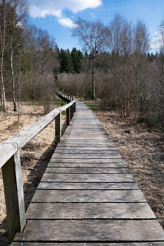Boardwalk through the Mecklenbruch raised bog, nature reserve, Solling-Vogler nature park Park, Lower Saxony, Germany