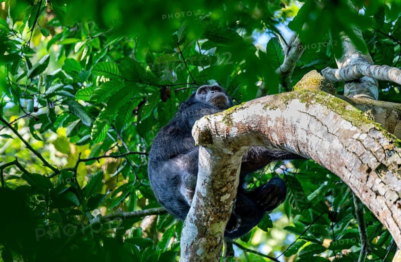 Chimpanzee (Pan Troglodytes), adult male in a tree, Murchison Falls National Park, Uganda