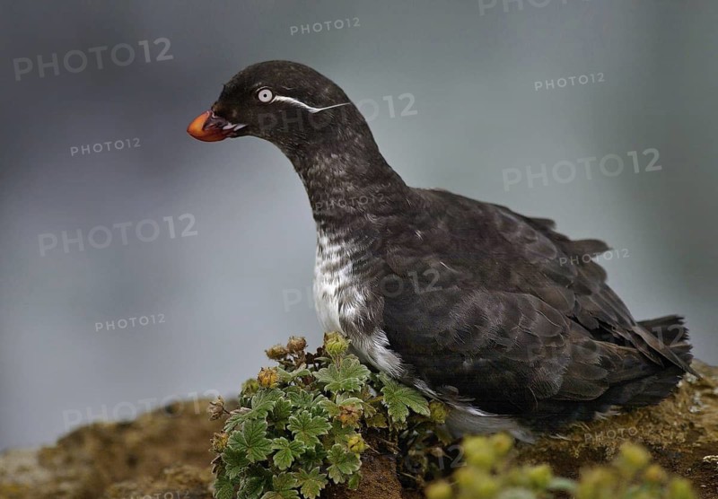 Parakeet Auklet (Aethia psittacula), Alaska, USA