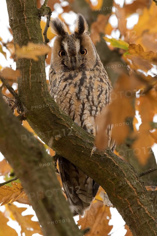 Ransuil omgeven door herfstblad, Long-eared Owl with autumn leaves