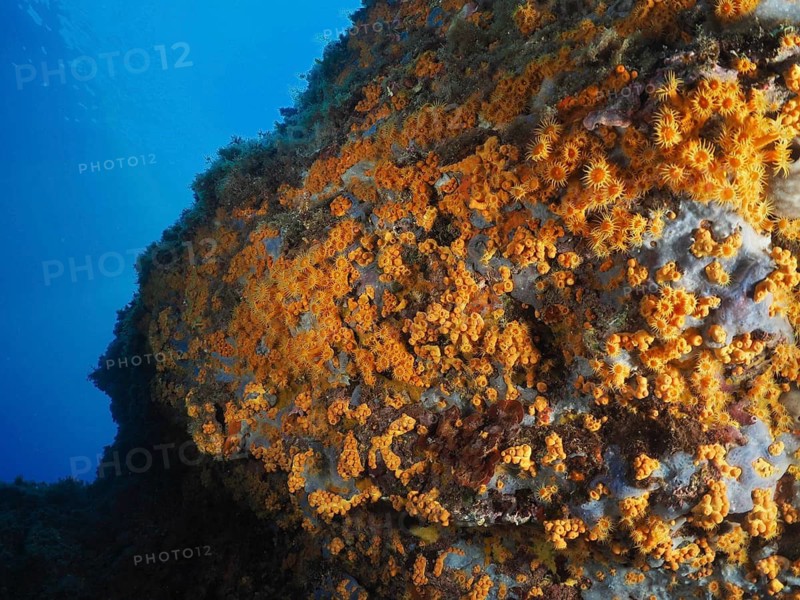 Yellow cluster anemones (Parazoanthus axinellae) cover the rock face in the clear blue ocean, dive site Giens Peninsula, Mediterranean Sea, Porquerolles, Provence, Côte d'Azur, France