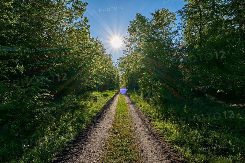 A path leads through a green landscape with trees under a clear blue sky and sun, summer, Gerolzahn, Walldürn, Neckar-Odenwald-Kreis, Baden-Württemberg, Germany