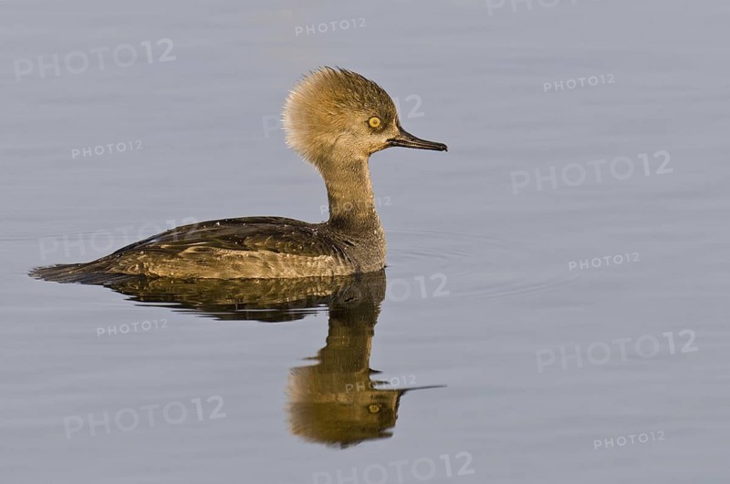 Hooded Merganser (Lophodytes cucullatus) female, Florida, USA