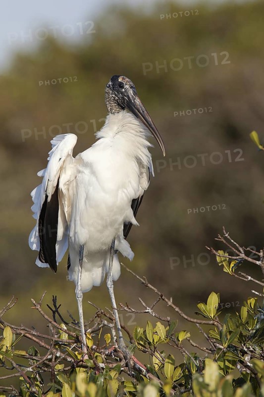 Wood Stork (Mycteria americana), Florida, USA