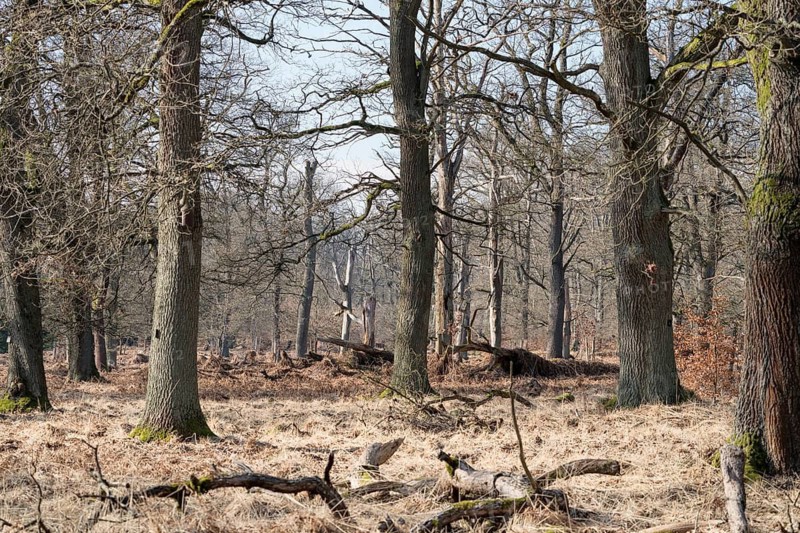 An oak forest as natural burial grave site, Friedwald, Reinhardswald Forest, Weser Uplands, district of Kassel, Hesse, Germany