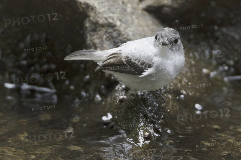 Torrent Tyrannulet (Serpophaga cinerea), Costa Rica