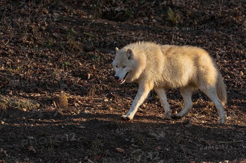 One adult Arctic wolf (Canis lupus arctos) walking through a forest on hilly ground. Early morning light