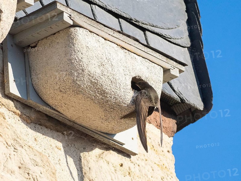 Common swift (Apus apus), adult bird at entrance of its nest, which is one of a row of artificial nest boxes which have been put on the building specifically to provide and aid swifts with a nesting site, Hesse, Germany