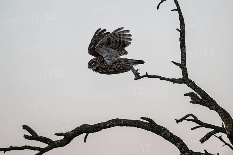 Little owl (Athene noctua), flying, Emsland, Lower Saxony, Germany