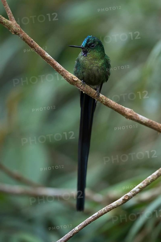 Violet-tailed Sylph (Aglaiocercus coelestis) male perched on a branch, Andes Mountains, Colombia