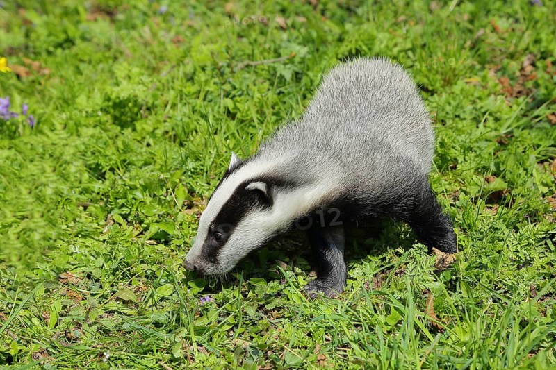 European badger (Meles meles) in a meadow, Wilnsdorf, North Rhine-Westphalia, Germany