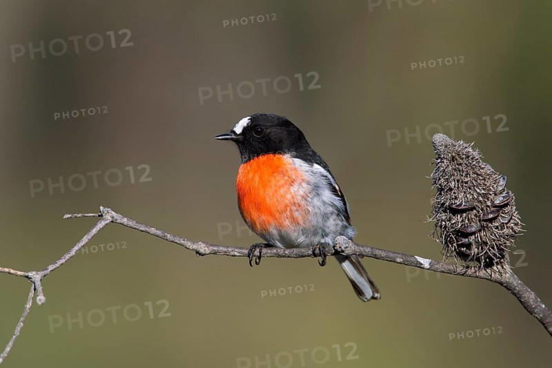 Scarlet Robin (Petroica boodang) male, Victoria, Australia