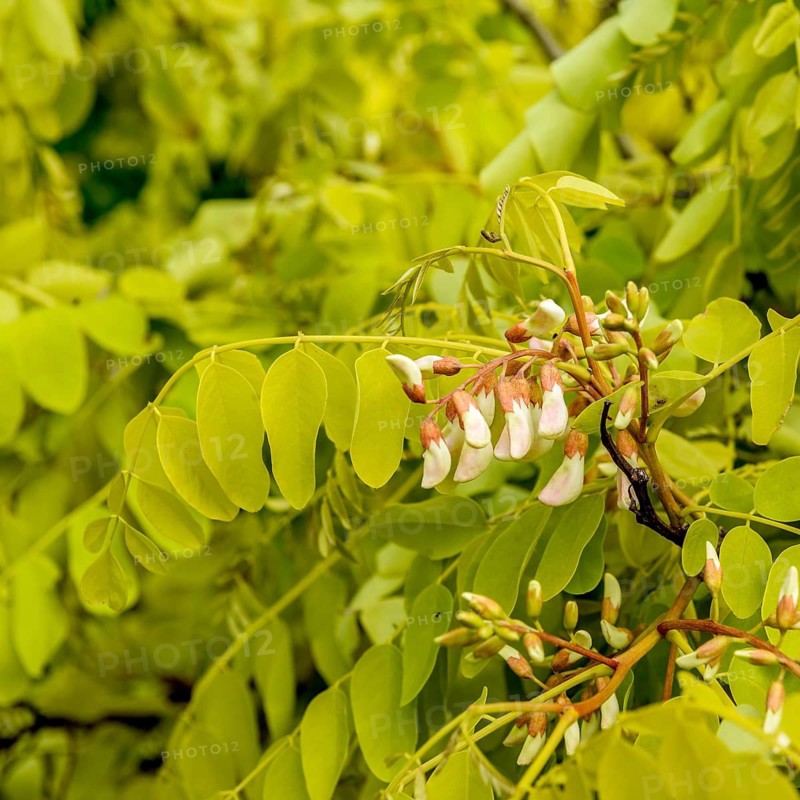 Robinia (Robinia pseudoacacia 'Frisia'), An den Dorfwiesen 9, Germany