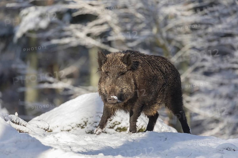 Wild boar or wild pig (Sus scrofa), walking through snow covered forest