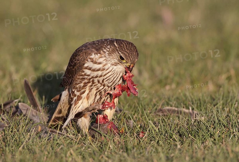 Merlin (Falco columbarius) female plucks American Robin, Washington, USA