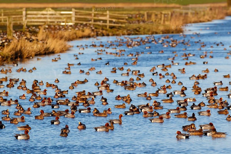 Eurasian Wigeon (Mareca penelope) group, Netherlands