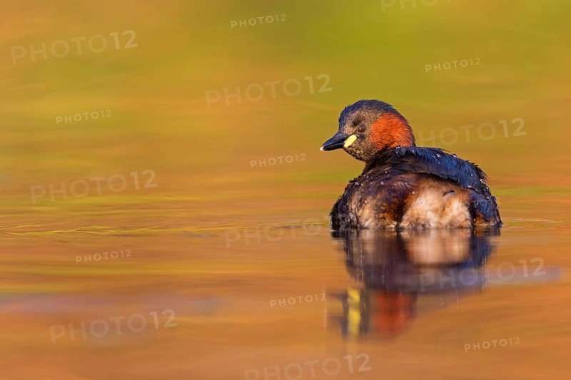 Zwergtaucher, Little Grebe, Dabchick, Tachybaptus ruficollis, Podiceps ruficollis, Grèbe castagneux, Zampullín Común