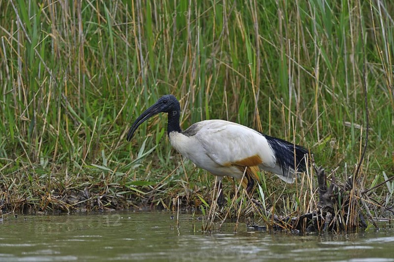 Heiliger Ibis (Threskiornis aethiopicus) Sacred Ibis