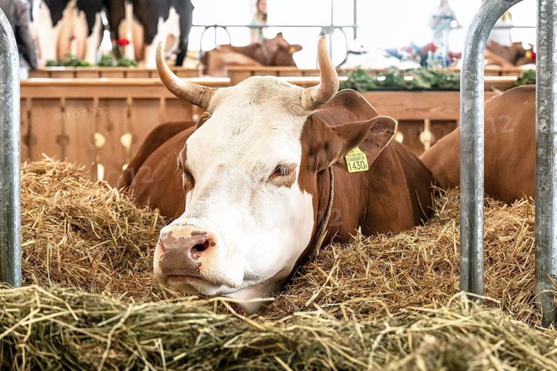 Simmental dairy cow