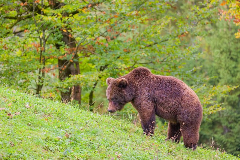 A young male Eurasian brown bear (Ursus arctos arctos) stands grazing on a meadow