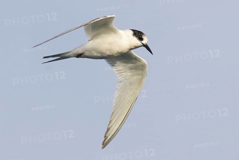 White-fronted Tern (Sterna striata) flying, South Australia, Australia