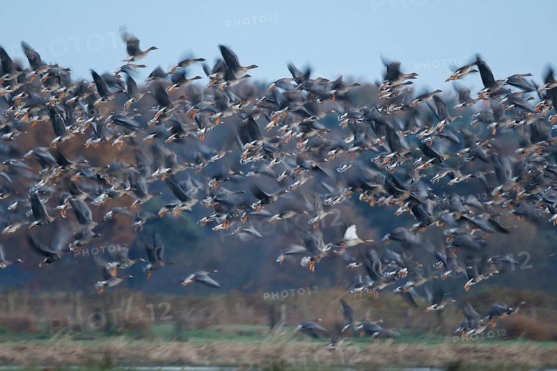 Greater White-fronted Goose & Taiga Bean Goose & Egyptian Goose (Anser albifrons & Anser fabalis & Alopochen aegyptiaca) huge flock flying, North Rhine-Westphalia, Germany