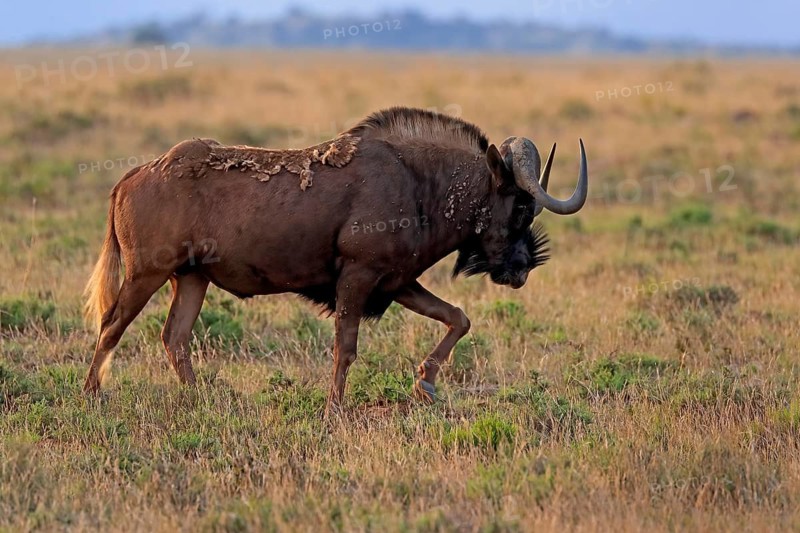 White-tailed wildebeest (Connochaetes gnou), adult, running, Mountain Zebra National Park, Eastern Cape, South Africa