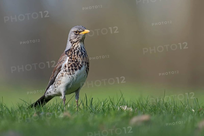 Fieldfare (Turdus pilaris), North Rhine-Westphalia, Germany