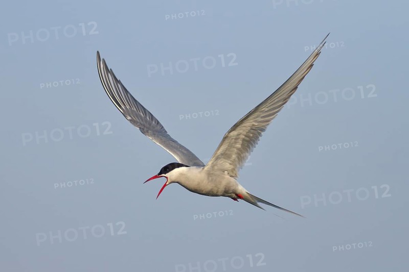 Arctic Arctic Tern (Sterna paradisaea), adult bird in flight, calling, wildlife, nature photography, waterfowl, terns, Eidersperrwerk, Schleswig-Holstein, North Frisia, Germany