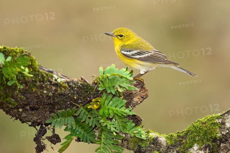 Pine Warbler (Setophaga pinus) male perched on an old mossy branch, Texas, USA