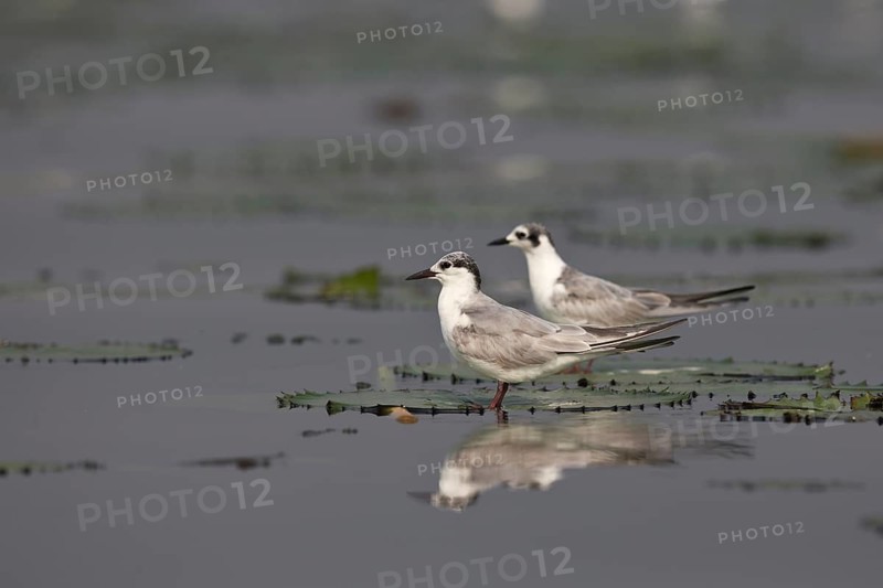 Whiskered Tern (Chlidonias hybrida), Semuliki National Park, Uganda