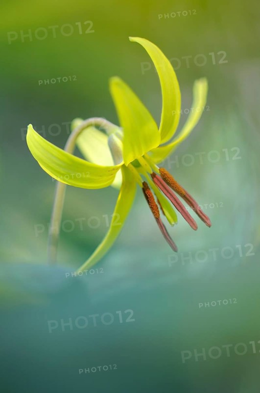 Dog's Fawn Lily (Erythronium americanum), Emsland, Lower Saxony, Germany
