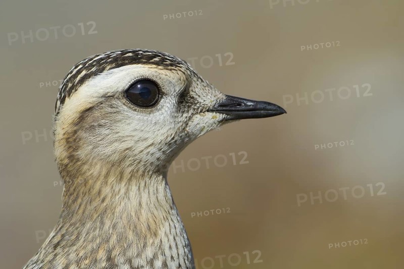 Eurasian Dotterel (Charadrius morinellus), Grisons, Switzerland
