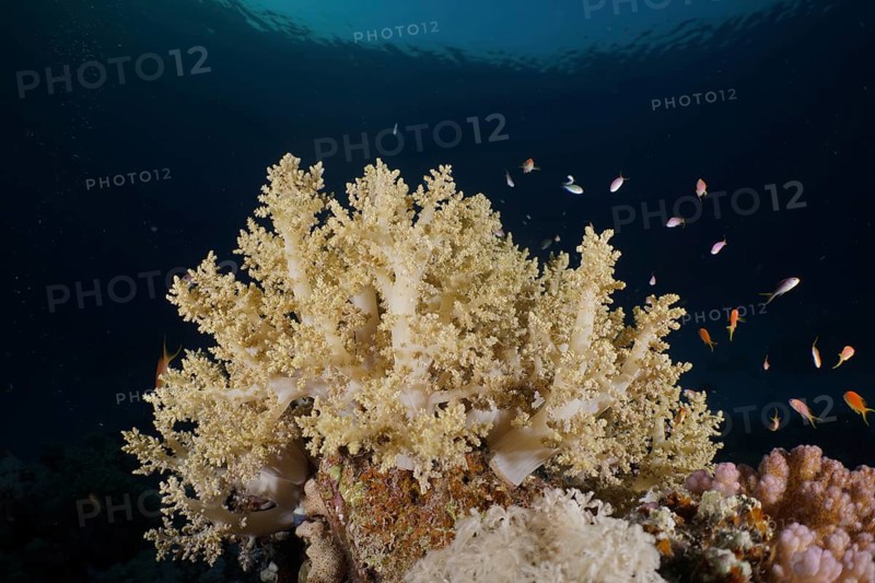 Broccoli tree (Litophyton arboreum)