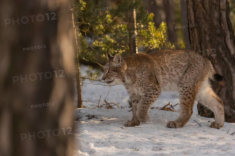 One young male Eurasian lynx, (Lynx lynx), walking over a snow covered forest ground in early morning light