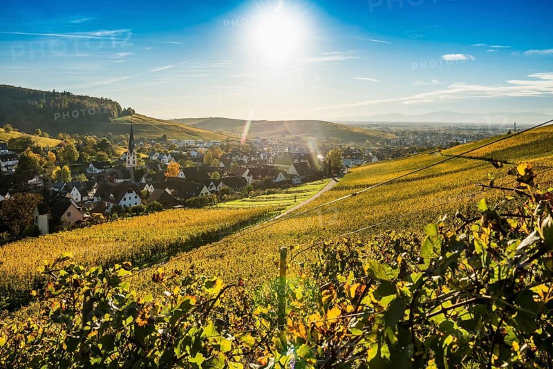 Hilly landscape and village with vineyards in autumn, sunset, Ebringen, near Freiburg im Breisgau, Markgräflerland, Black Forest, Baden-Württemberg, Germany