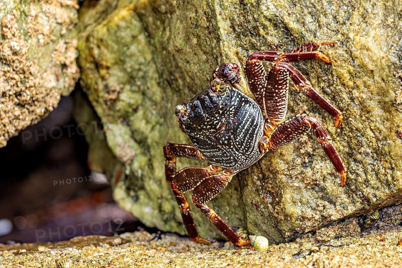 A crab crawls between rocks, hidden in the shade, in a natural environment, The Grapsus albolineatus crab (Grapsus albolineatus) on the rocky coast near Galle in Sri Lanka