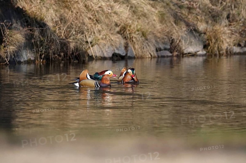Two male mandarin ducks on a lake, winter, Germany