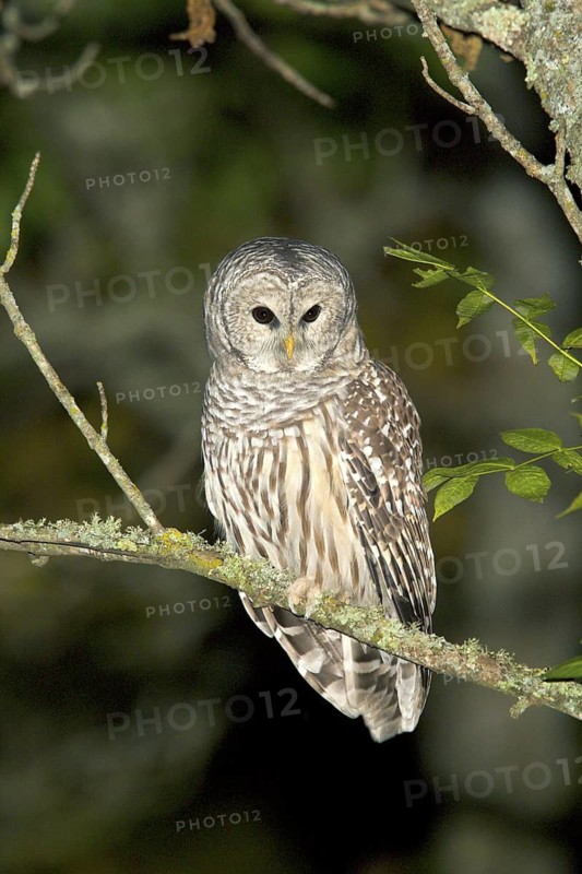 Barred Owl Strix varia Tamarack, Aitkin County, Minnesota, USA 11 September Adult Strigidae