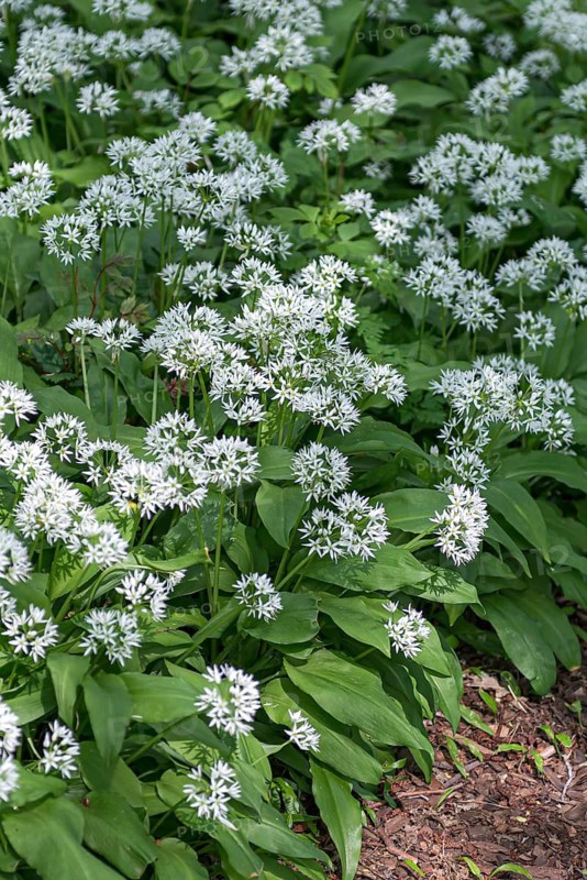 Wild garlic (Allium ursinum),  Germany