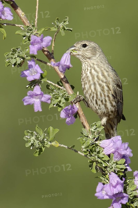 House Finch (Haemorhous mexicanus) female, Arizona, USA
