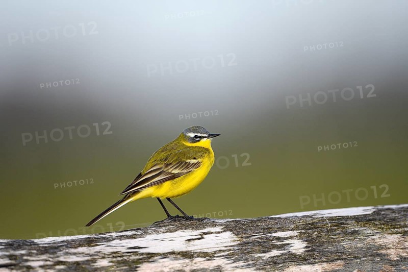 Yellow wagtail (Motacilla flava), Ochsenmoor, Dümmer, Lemförde, Lower Saxony, Germany