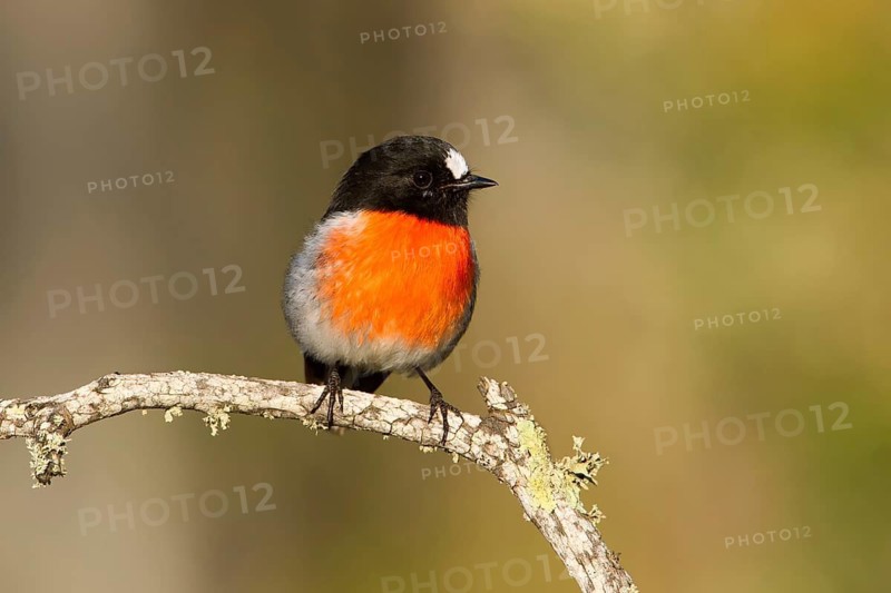 Scarlet Robin (Petroica boodang) male, Victoria, Australia