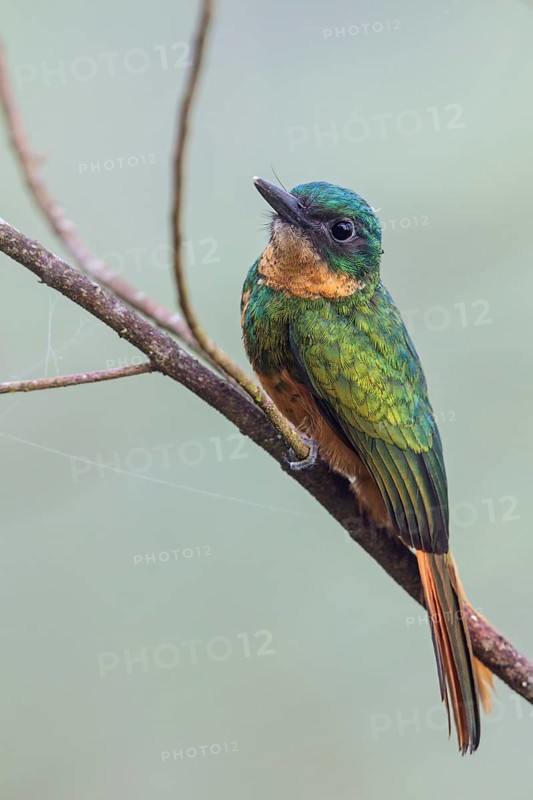 Rufous-tailed Jacamar (Galbula ruficauda) perched on a branch in the Atlantic rainforest of southeast Brazil