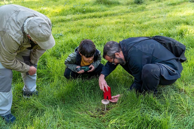 A grandfather, father, and young boy examine a wild mushroom in a grassy forest clearing. The father uses a smartphone to identify the species, teaching the child about nature and technology