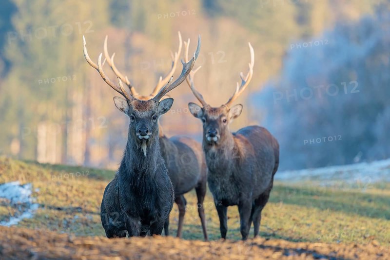 Three Japanese sika deer stags (Cervus nippon nippon) stand on a meadow in hilly terrain. A blue forest covered in hoarfrost can be seen in the background