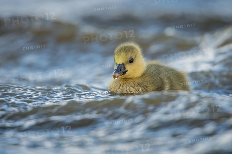 Greylag Goose (Anser anser) chick, Schleswig-Holstein, Germany