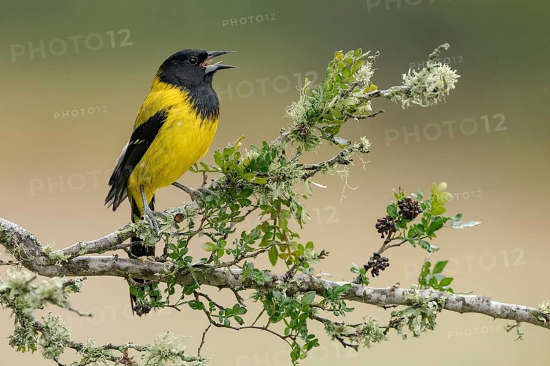 Audubon's Oriole (Icterus graduacauda) male singing, perched on a branch, Texas, USA