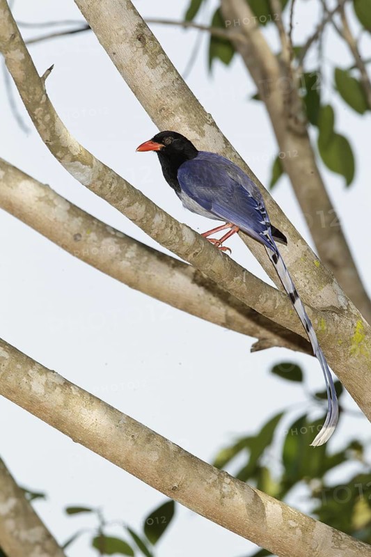 Red-billed Blue Magpie (Urocissa erythroryncha), Khao Yai, Thailand