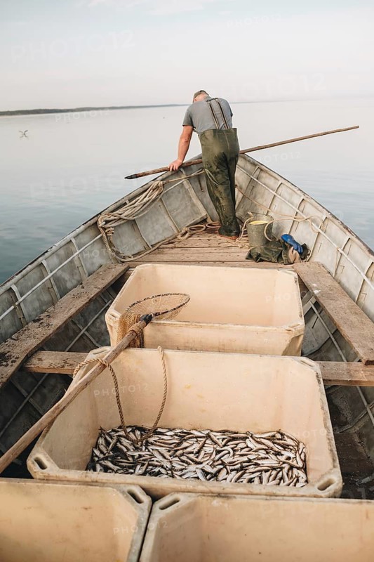 Fisherman on a boat using traditional methods for herring in the Baltic Sea, Carnikava, Latvia. The image captures the simplicity and heritage of this practice